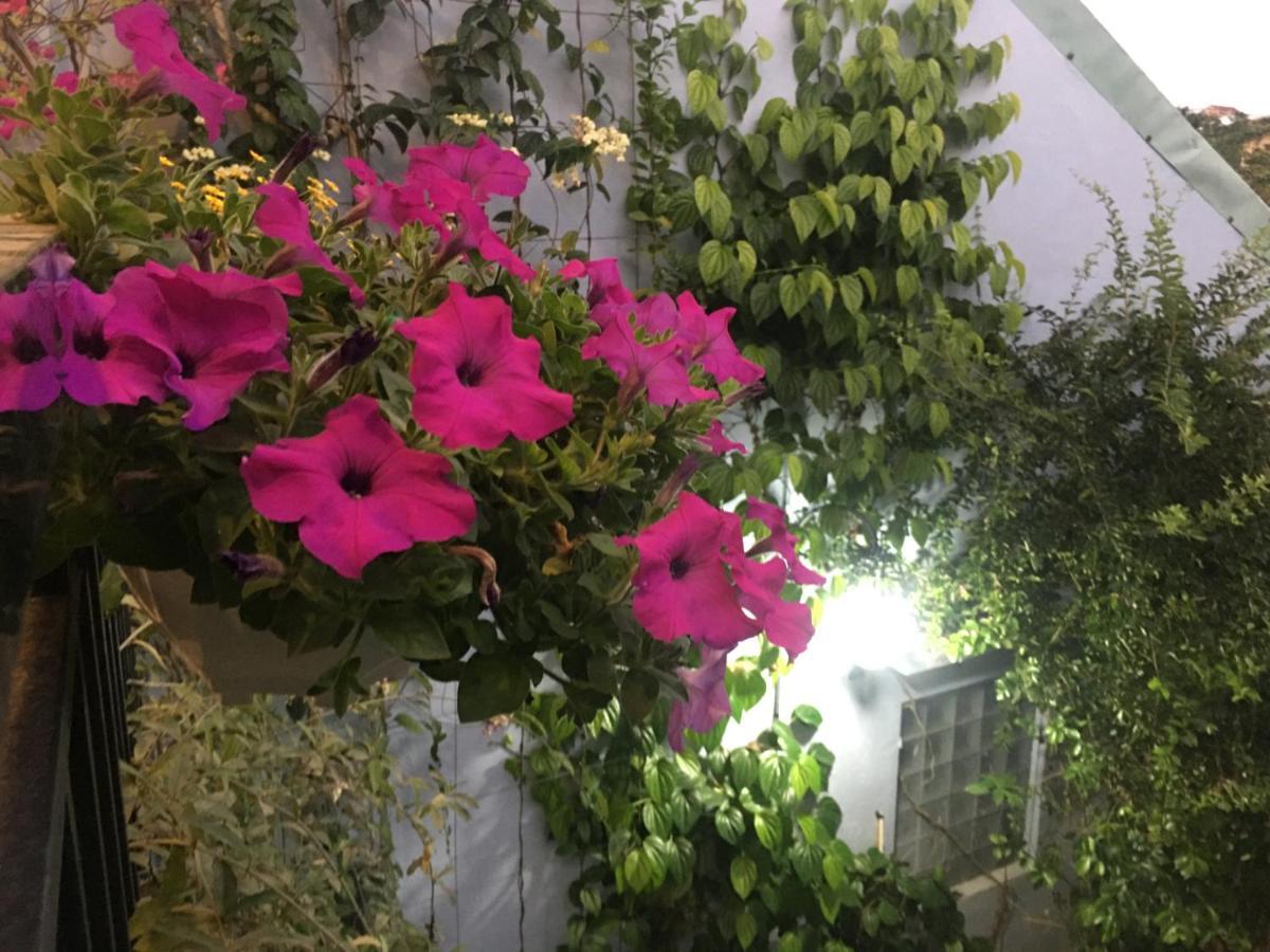 Cherry Garden Homestay هوي ان المظهر الخارجي الصورة