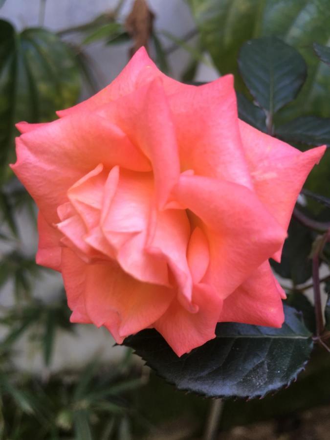 Cherry Garden Homestay هوي ان المظهر الخارجي الصورة