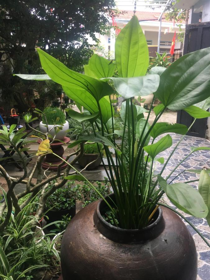 Cherry Garden Homestay هوي ان المظهر الخارجي الصورة